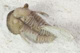 Scarce Cyphaspis Carrolli Trilobite - Oklahoma #104039-2